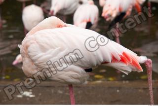 Body texture of pink flamingo 0003